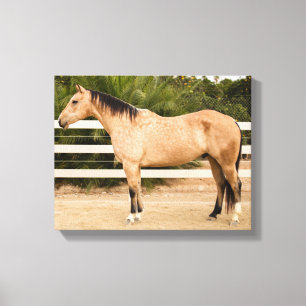 Impresión de lienzo de caballo agitado 11x14