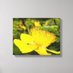 Impresión de lienzo de calcio hipericum