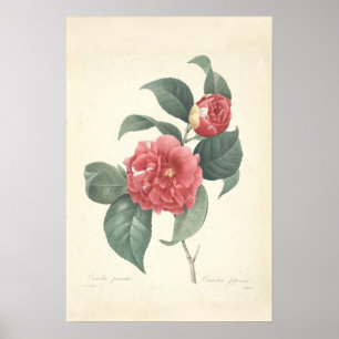 Impresión de lienzo de Camelia