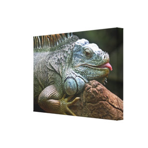Impresión de lienzo de cierre de iguana