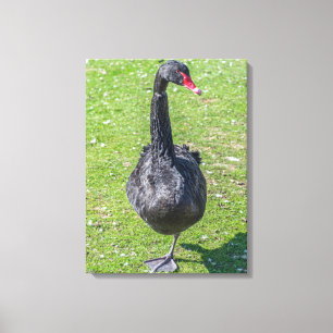 Impresión de lienzo de cisne negro