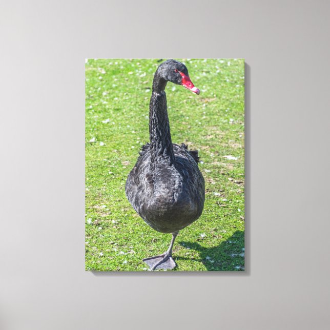Impresión de lienzo de cisne negro (Anverso)