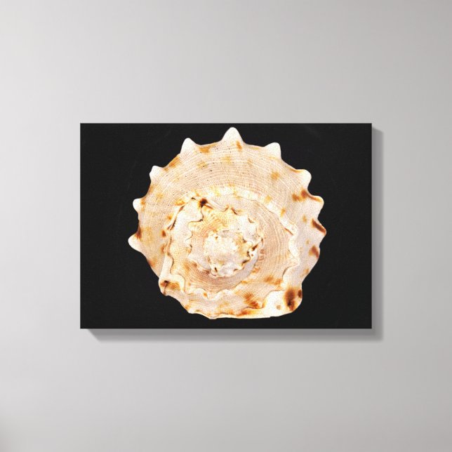 Impresión de lienzo de conchas (Anverso)