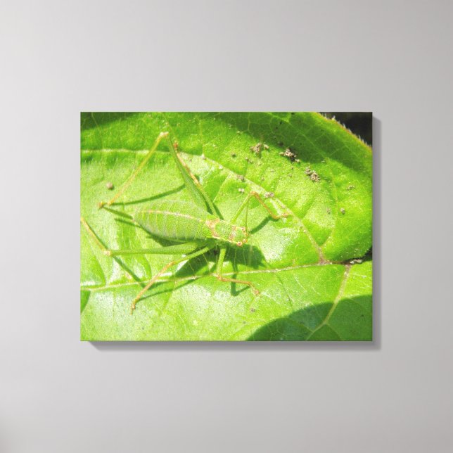 Impresión de lienzo de cricket verde (Anverso)