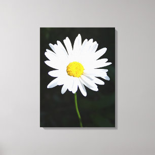 Impresión de lienzo de flor de margarita blanca
