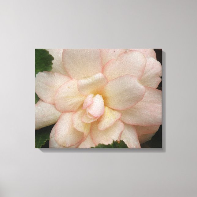 Impresión de lienzo de flores de Begonia blanco (Anverso)