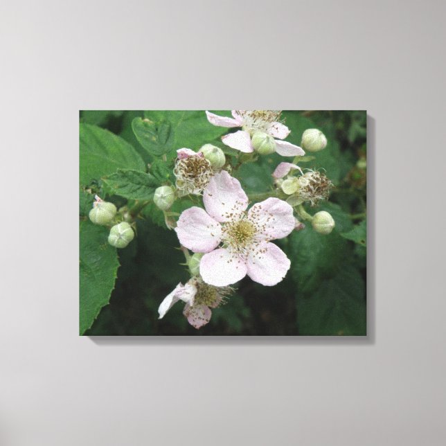 Impresión de lienzo de flores de Blackberry (Anverso)