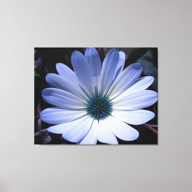 Impresión de lienzo de flores de margarita azul (Anverso)