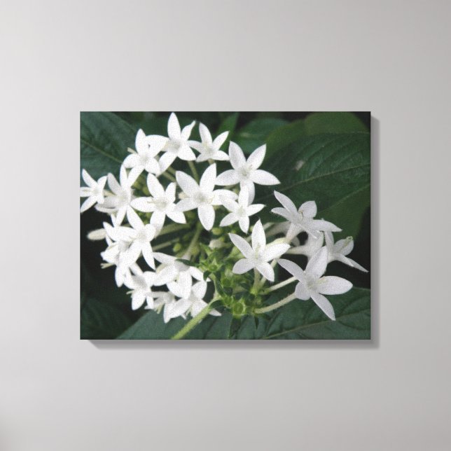 Impresión de lienzo de flores tropicales blancas (Anverso)