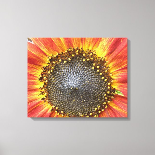 Impresión de lienzo de girasol rojo y amarillo (Anverso)