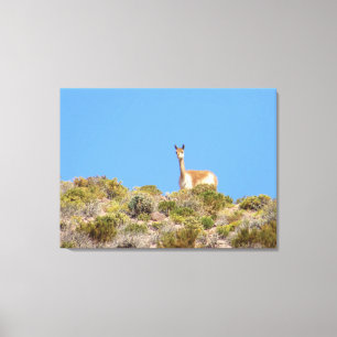 Impresión de lienzo de Llama de Chile