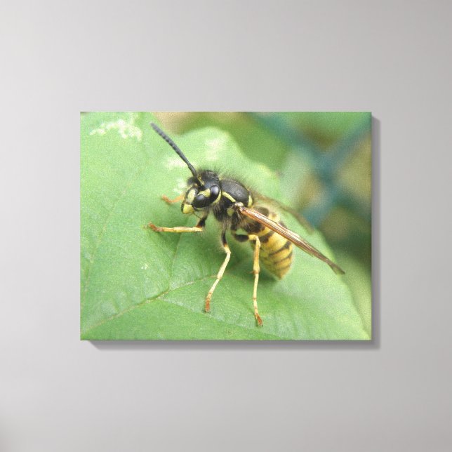 Impresión de lienzo de macros de sobrevuelo (Anverso)