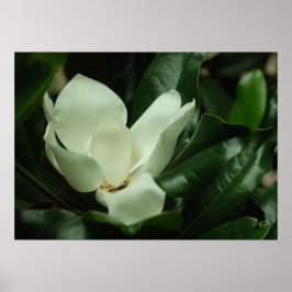 Impresión de lienzo de magnolia oscuro