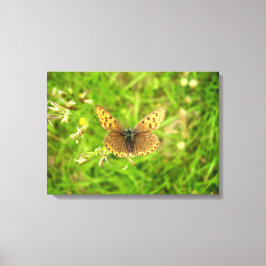 Impresión de lienzo de mariposa de cobre de borde