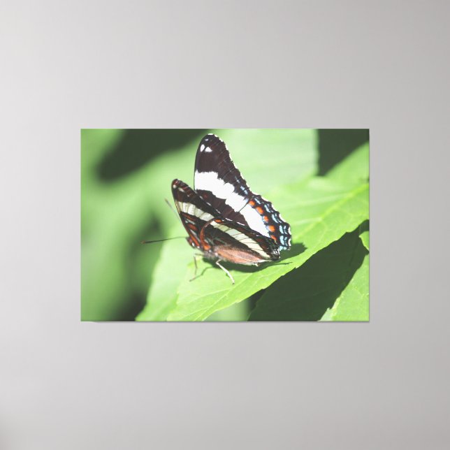 Impresión de lienzo de mariposa grande (Anverso)