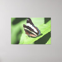 Impresión de lienzo de mariposa grande