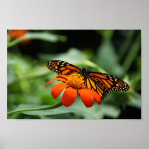 Impresión de lienzo de mariposa monarca