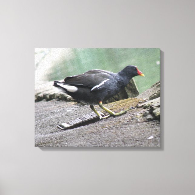 Impresión de lienzo de Moorhen (Anverso)