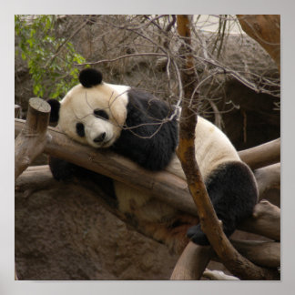 Impresión de lienzo de oso panda gigante