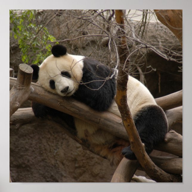 Impresión de lienzo de oso panda gigante (Frente)