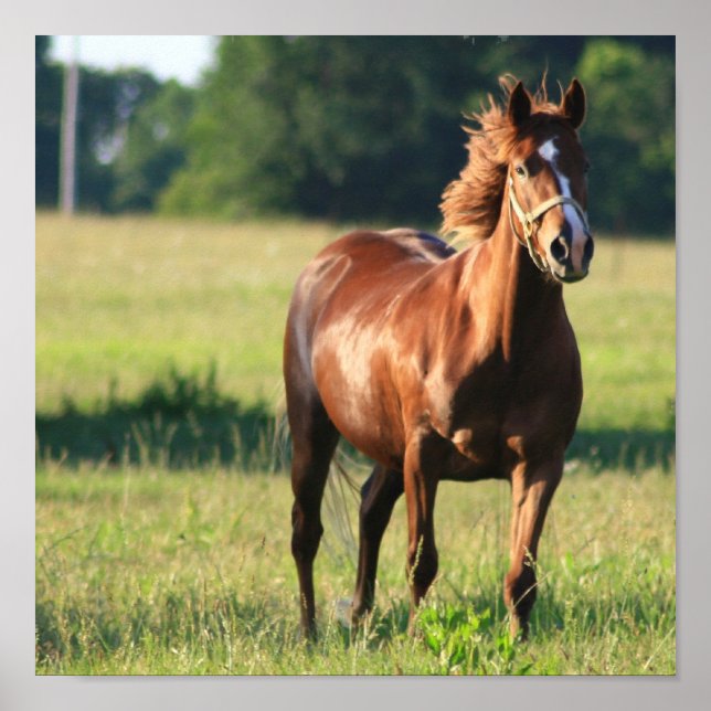 Impresión de lienzo de pie de caballo de castaño (Frente)