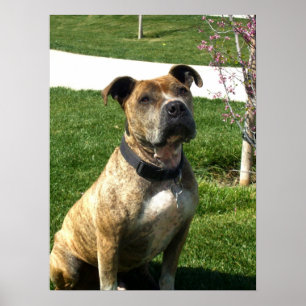 Impresión de lienzo de Pitbull