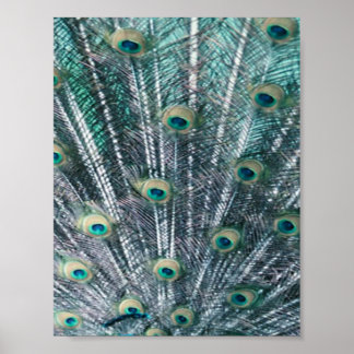 Impresión de lienzo de plumas de pavo real