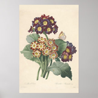 Impresión de lienzo de Primula