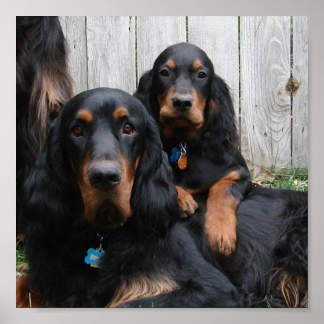 Impresión de lienzo de tableros de Gordon Setter (Frente)