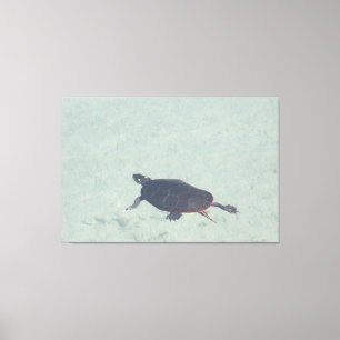Impresión de lienzo de tortuga pintada