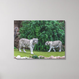 Impresión de lienzo de vista de tigres blancos