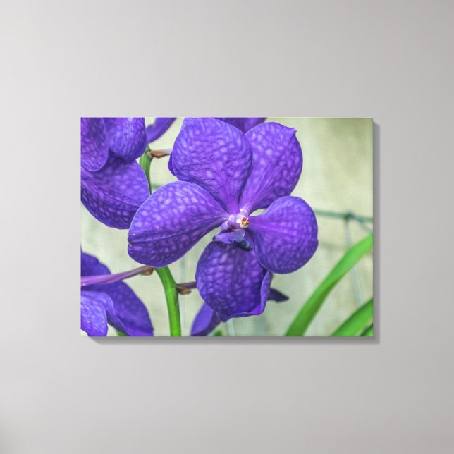 Impresión de lienzo de vista orquídea púrpura vand (Anverso)
