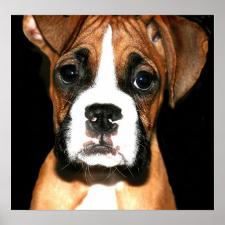 Impresión de lienzo emergente de Boxer