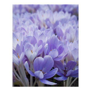 Impresión de lienzo envuelta en crocus