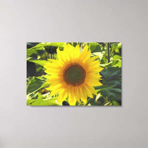 Impresión de lienzo envuelto con girasol de Sunris