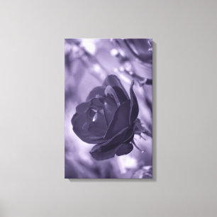 Impresión de lienzo envuelto con Rosa púrpura