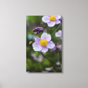 Impresión de lienzo envuelto de anémona