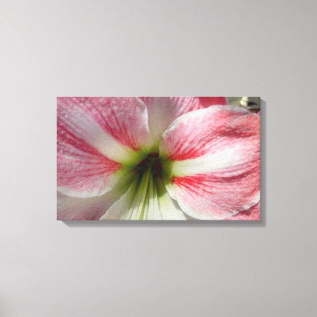 Impresión de lienzo estirado de Amaryllis (Anverso)