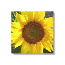 Impresión de lienzo estirado de girasol