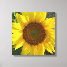 Impresión de lienzo estirado de girasol