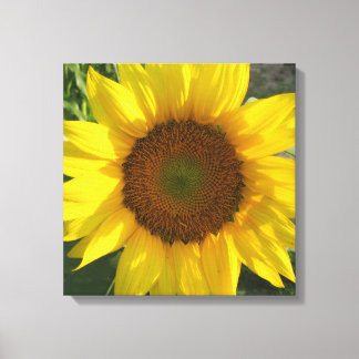 Impresión de lienzo estirado de girasol