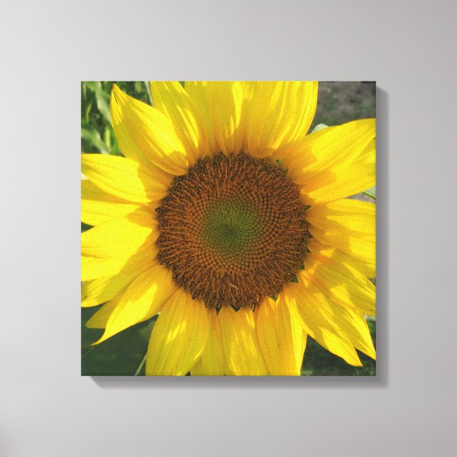 Impresión de lienzo estirado de girasol (Anverso)