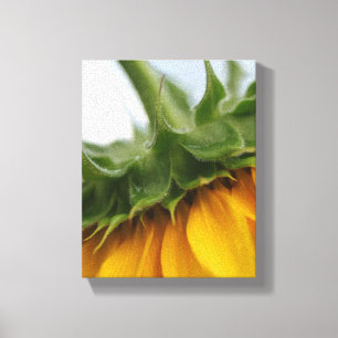 Impresión de lienzo estirado de girasol de verano