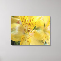 Impresión de lienzo estirado de la Alstromería Ama