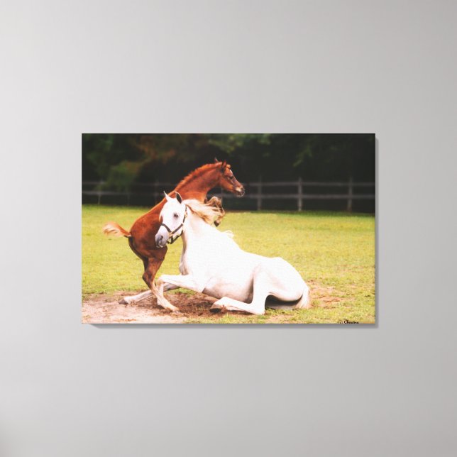 Impresión de lienzo estirado de yegua árabe (Anverso)