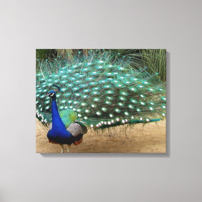 Impresión de lienzo estirado en pavo real (Anverso)
