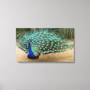 Impresión de lienzo estirado en pavo real