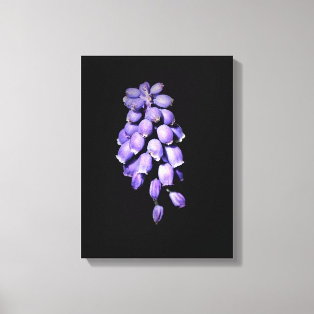 Impresión de lienzo floral de jacinto de uva (Anverso)