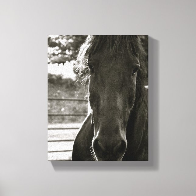 Impresión de lienzo Fresian Horse Photo (Anverso)