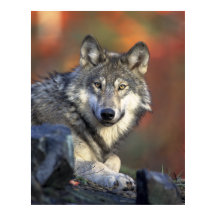 Impresión de lienzo Otumn Gray Wolf